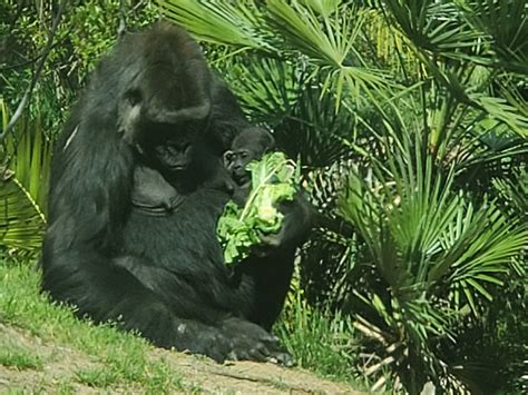 New baby gorilla at LA zoo : r/aww