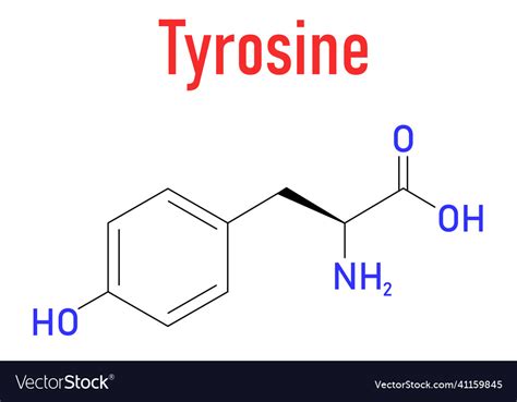 Tyrosine amino acid molecule skeletal formula Vector Image