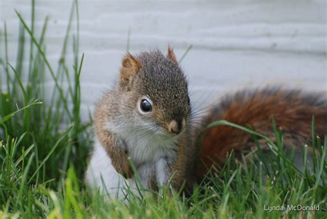 "Red Squirrel Baby " by Lynda McDonald | Redbubble