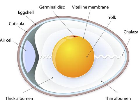 Structure of an Egg - Alabama Cooperative Extension System