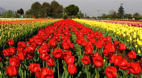 Watch video: Kashmir’s scenic Tulip Garden draws surge of tourists ...