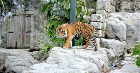 A Quick Visit to Auckland Zoo - Four Around The World