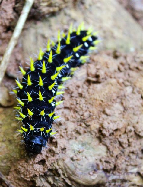 Image result for black caterpillars with yellow spikes in africa ...