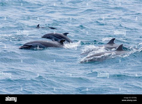 Pantropical Spotted Dolphin pantropical spotted dolphin (Stenella ...