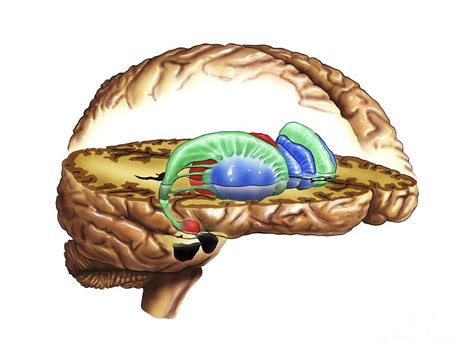 Striatum, Anatomical Artwork #1 Photograph by Bo Veisland - Fine Art ...