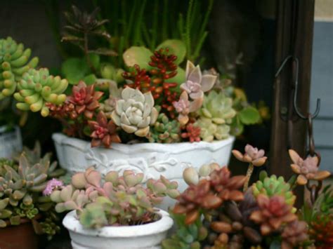 4 Tips for Growing Succulents Indoors During the Winter - World of ...