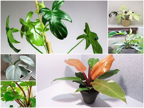 Beautiful Philodendron Types You Will Love