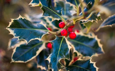 Holly Leaves Christmas 2013 - Wallpaper, High Definition, High Quality ...