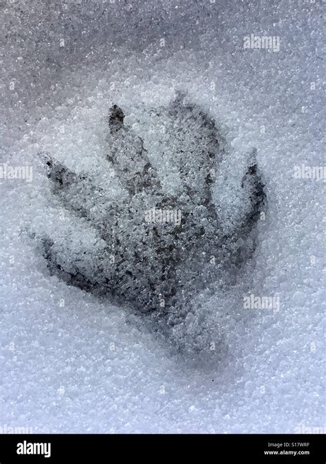 Raccoon footprint in snow Stock Photo - Alamy