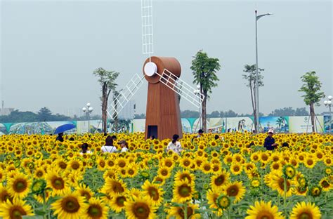 Đẹp ngỡ ngàng cánh đồng hoa hướng dương ở TP Hồ Chí Minh | baotintuc.vn