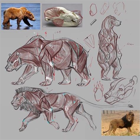 26 best Bear Anatomy and movement images on Pinterest | Animal anatomy ...