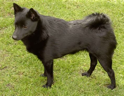 Schipperke Breed Guide - Learn about the Schipperke.