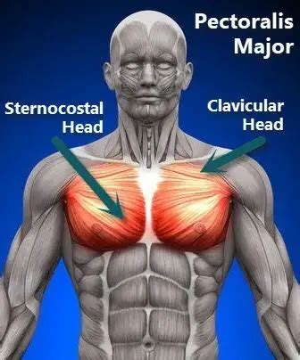 Muscle Strain Grades