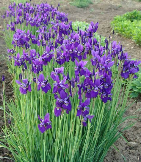 Caesars Brother Siberian Iris - #1 Container - Grimm's Gardens