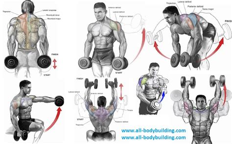 Top 6 Dumbbell Exercises for Shoulders ~ multiple fitness