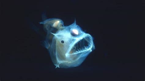 Bioluminescent Fish: How Fish Use Light To Their Advantage [2022]