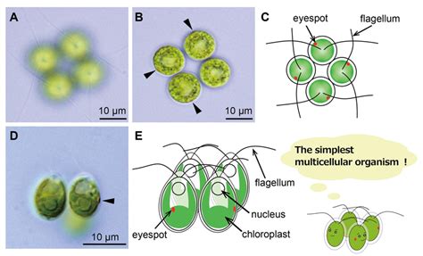 The simplest multicellular organism unveiled | UTokyo Research