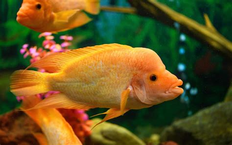 Red Devil Cichlid (Amphilophus labiatus): Ultimate Care Guide - Fish ...