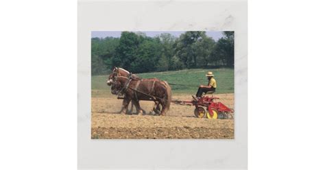 Amish Country simple people in farming with Postcard | Zazzle