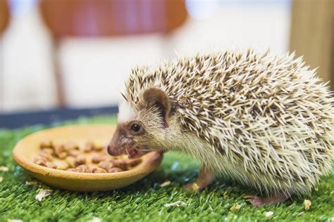 Hedghog Food - Hedgehog Diet (Tips/Advice) - SmartPet