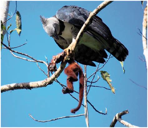 Prey Composition of Harpy Eagles (Harpia harpyja) in Raleighvallen ...