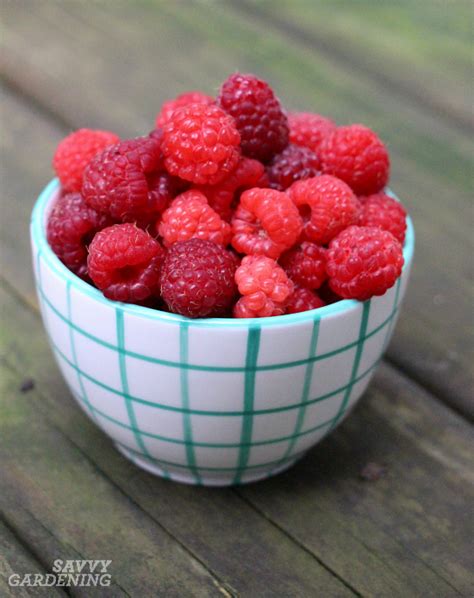 Growing Berries in Containers: How to Grow a Small Space Fruit Garden