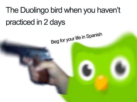 Duolingo Memes: A Funny Way to Learn a New Language