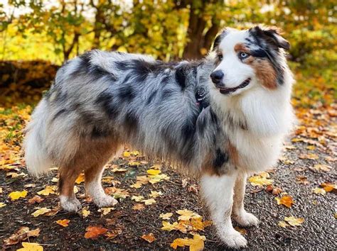 Blue Merle Australian Shepherd: The Complete Dog Breed Guide - K9 Web