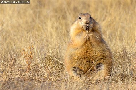 Devils Tower Animals: Close Encounters of the Wild Kind | Travel For ...