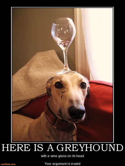 67 best Greyhound Silliness images on Pinterest