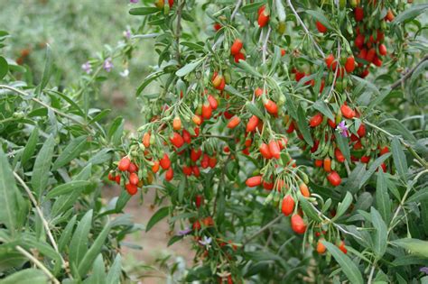 Goji berry – Sunnyvale-Garden