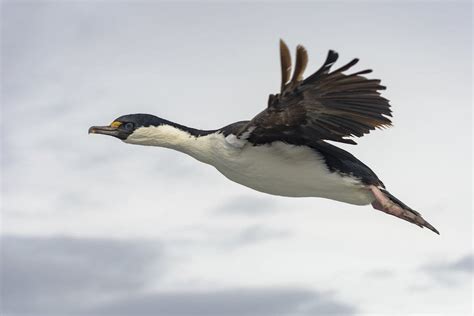 Wildlife of Antarctica | A 2019 Guide to the Animals of the Antarctic