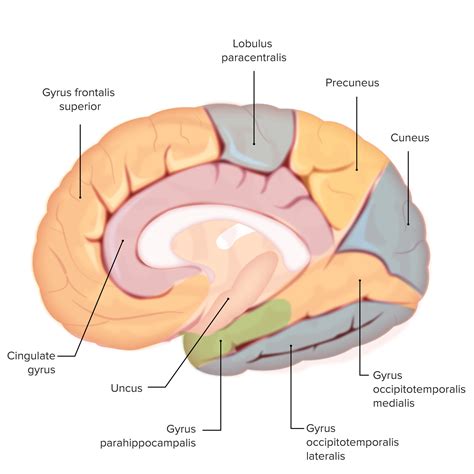 Parahippocampal Gyrus Anatomy