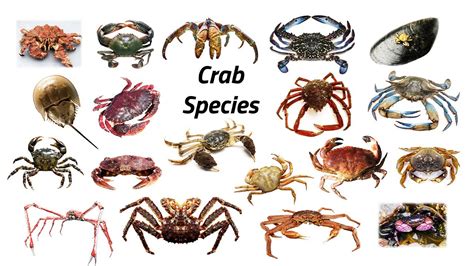 Crustacean Species / Fun List of Crab Species / Leo & Lia Story TV ...