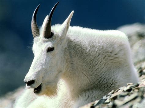 Goats Wallpapers - Wallpaper Cave