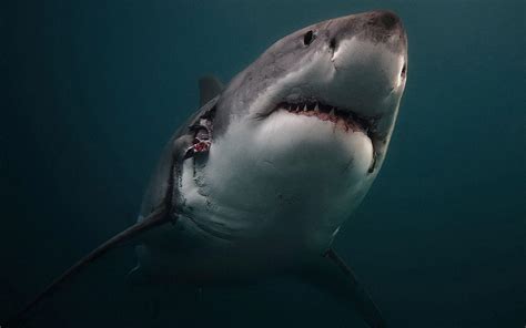 Great White Shark Wallpapers HD - Wallpaper Cave