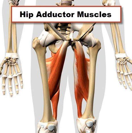 Abductor And Adductor Muscles