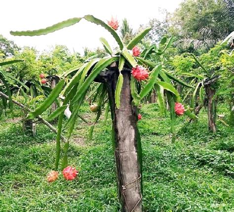 Pohon Buah Naga – newstempo