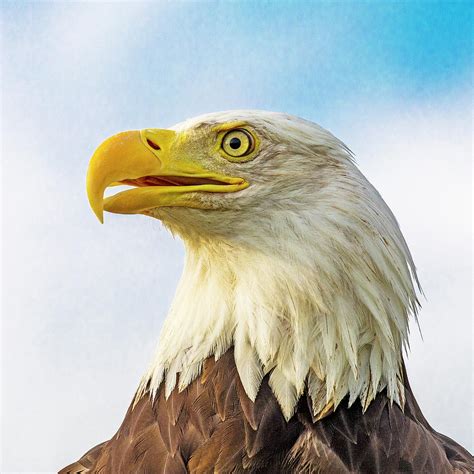 Bald Eagle Close Up Photograph by Lowell Monke - Pixels