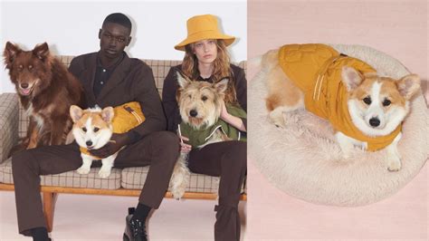 Our favourites from the new Zara Pet Collection | Lifestyle Asia Hong Kong