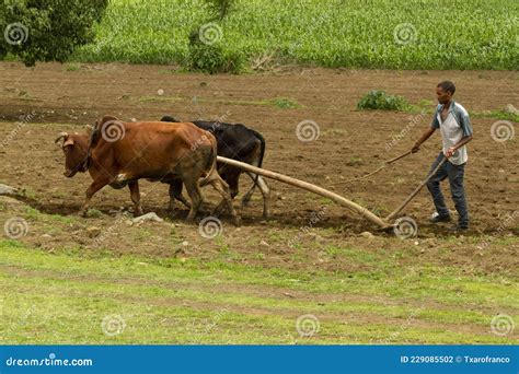 A Ethiopian Man is Plowing the Field with a Team of Oxen. Editorial ...