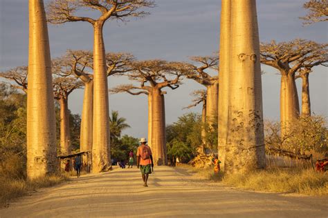 The Tree Of Life: The Baobab Tree – Expedition Subsahara