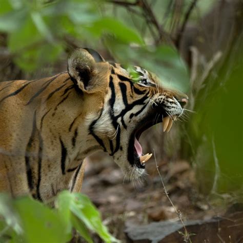 Bengal Tiger Roaring