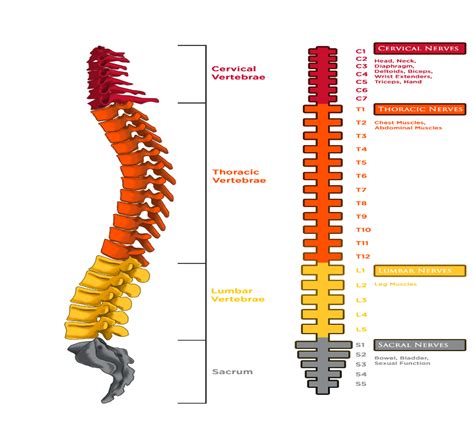 Spinal Cord Injury Levels Chart