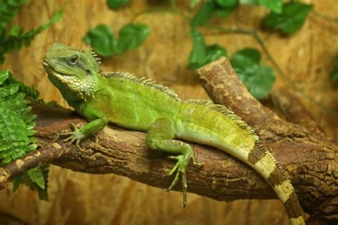 Iguana as a Pet: Everything You Should Know | Grayson Vets