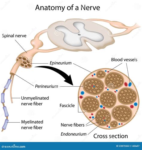 Anatomy Of A Nerve Stock Photos - Image: 23875563