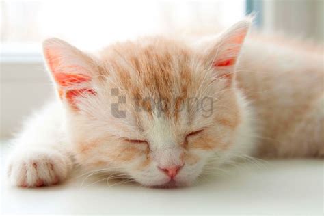 Kitten Sleeping Wallpaper Background Best Stock Photos - Image ID ...