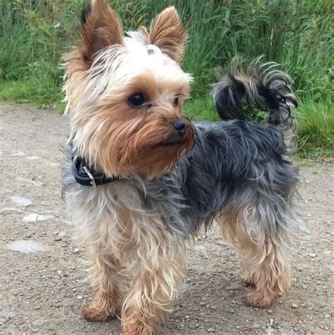 30+ Best Morkie Haircuts (2024 Guide) - Female Morkie Haircuts