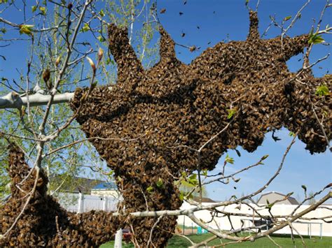 WATCH: Massive amount of bees swarm Iona family's yard - East Idaho News