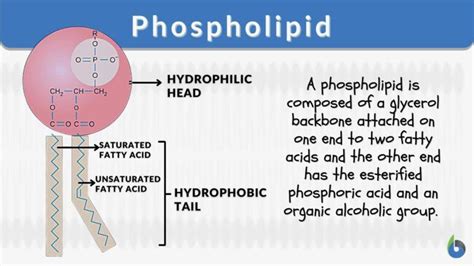 Phospholipid - Definition and Examples - Biology Online Dictionary